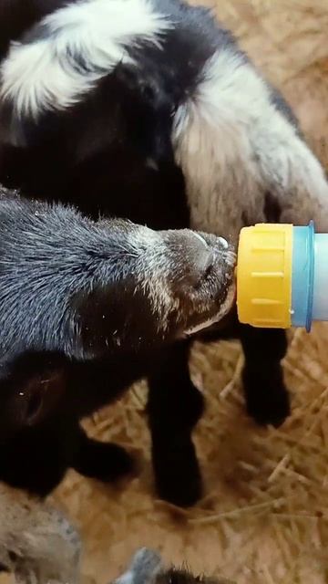 Кому хорошеньких перспективных козочек? Налетай, пока не разобрали!