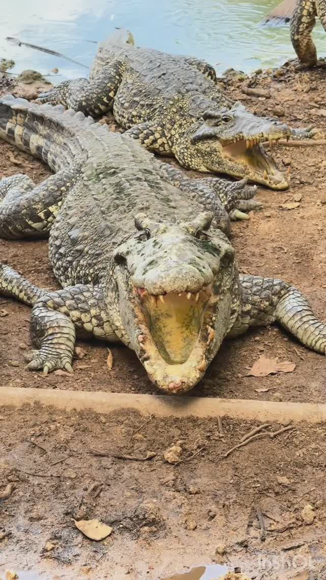 Это Карибы, детка!😎 #Куба #Карибы смотреть онлайн