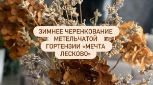 ЗИМНЕЕ ЧЕРЕНКОВАНИЕ МЕТЕЛЬЧАТОЙ ГОРТЕНЗИИ «МЕЧТА ЛЕСКОВО»