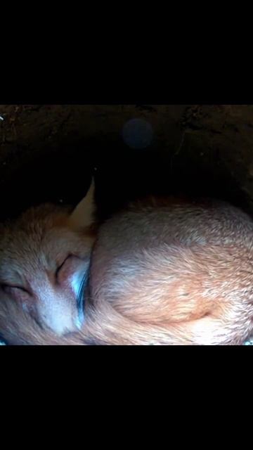 #камеравноре #дикие_животные #путешествиесприродой #дикойприроды #видеоотдых #фотографиятуры