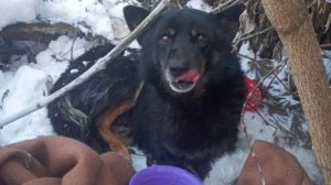 Пёс нашпигован пулями