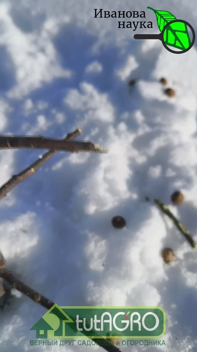 Зайцы совсем О…ЕЛИ! Посмотрите, что они творят в саду. Как не пустить зайцев в сад зимой.