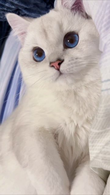 Смешные коты #107-10