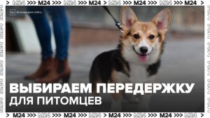 Эксперт рассказала, как правильно выбрать передержку для животных - Москва 24