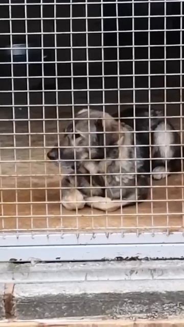 Посмотрите, какое ЧУДО чудное затерялось в дремучих вольерах приюта!