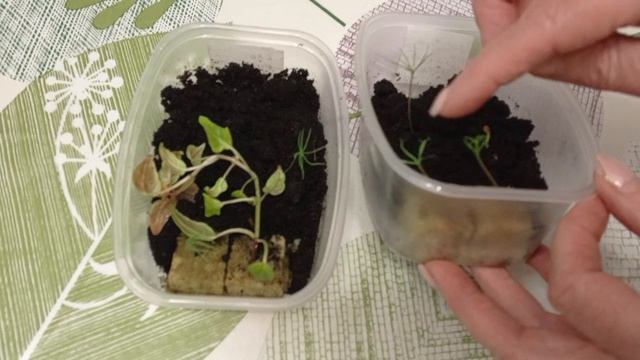 Ой беда бедулька. перевернула рассаду😭