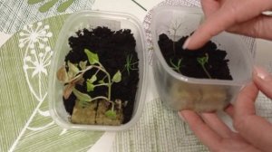 Ой беда бедулька. перевернула рассаду😭