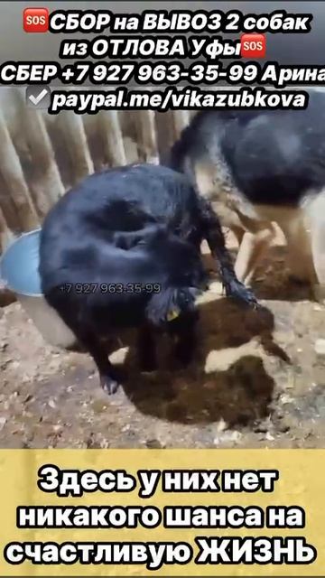 ‼️ПОМОГИТЕ вывезти
из отлова двух чернушек
Их обижают другие
собаки…💔 они и так
настрадались ‼️ПОМОГИТЕ вывезти
из отлова двух чернушек
Их обижают другие
собаки…💔 они и так
настрадались