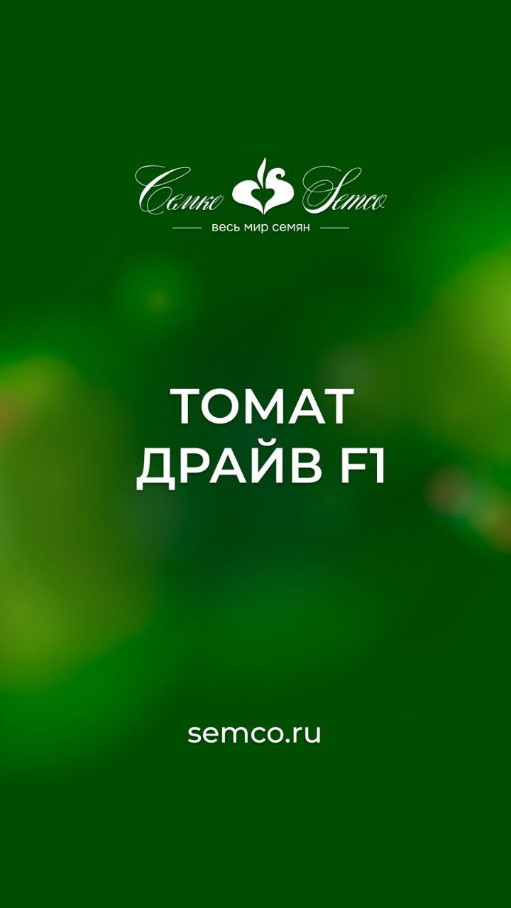 508. Томат ДРАЙВ