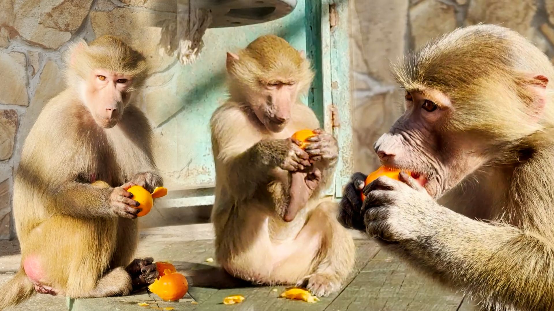 Догадываемся, чья Люся ДОЧЬ))) Степка Маню - я ее гоню, она гоняется! Весна пришла - ГРИФЫ КУПАЮТСЯ! смотреть онлайн