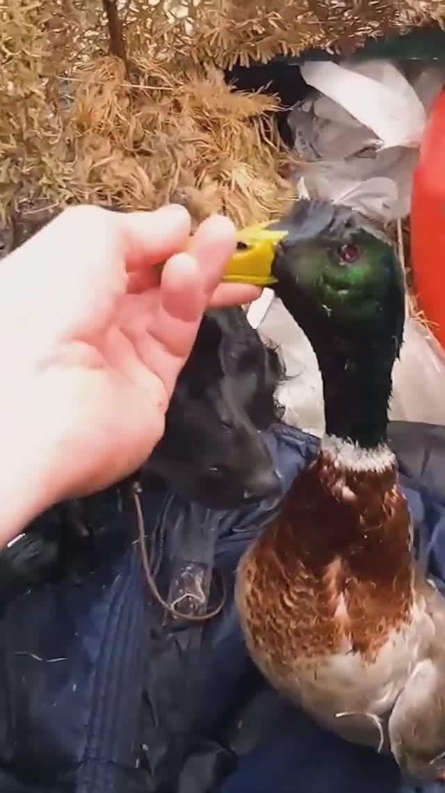 Охота на гуся и селезня на Волге, март прошлого года. смотреть онлайн