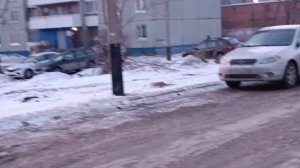 Эти любимые животные?(