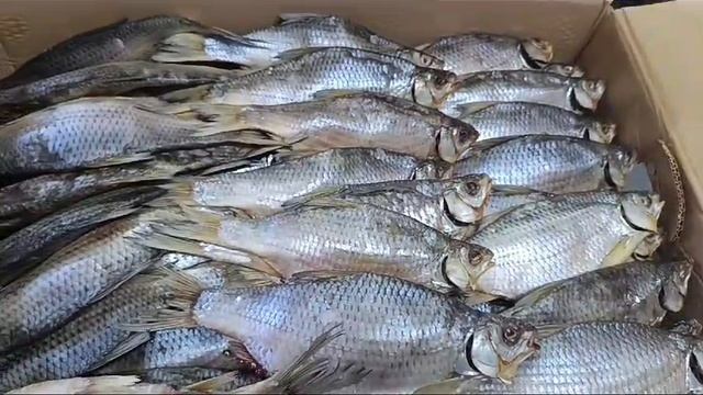 Тарань вяленая