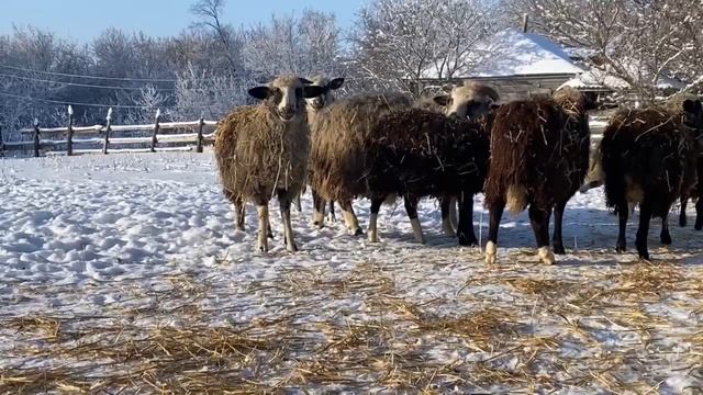 ЖИЗНЬ В ДЕРЕВНЕ! ОВЕЧКИ  ПОДГОТАВЛИВАЮТСЯ !
