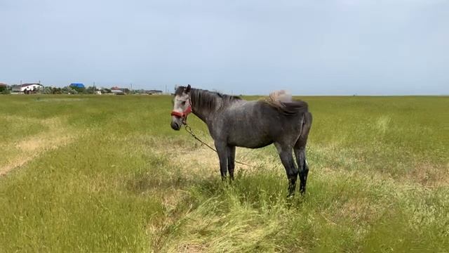 Крым Феодосия Красивые Молодые лошади Вся Правдивость
