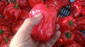 Лучший Перец для фарширования и сальсы - Криола, Креольская Чилтома