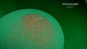 Золотая лихорадка 5 сезон 17 серия (реалити-шоу, 2014)