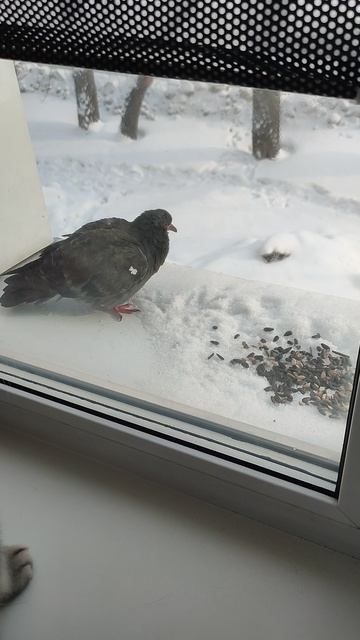 Кот и голубь.
Котя , Голубь, и я все на больничном(((