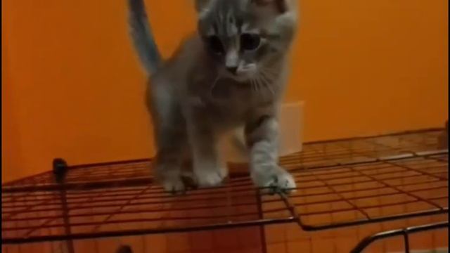 Коллекция мимимишности смотреть онлайн