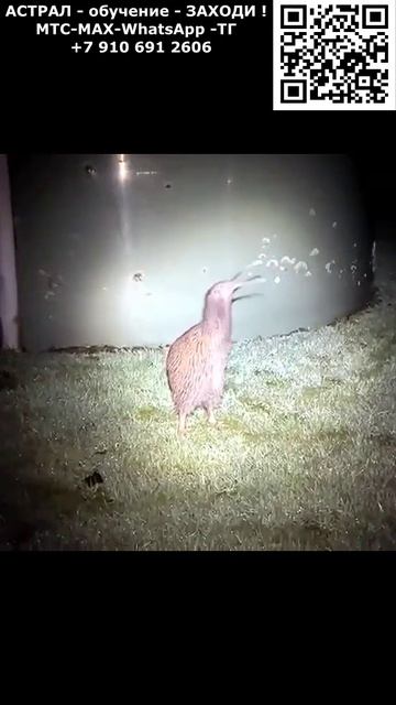 Хоррор из Европы. Монстры и мутанты. ИИ. Арт нейросеть #ИИ #нейросеть #видео #AI #хоррор #Ужас смотреть онлайн