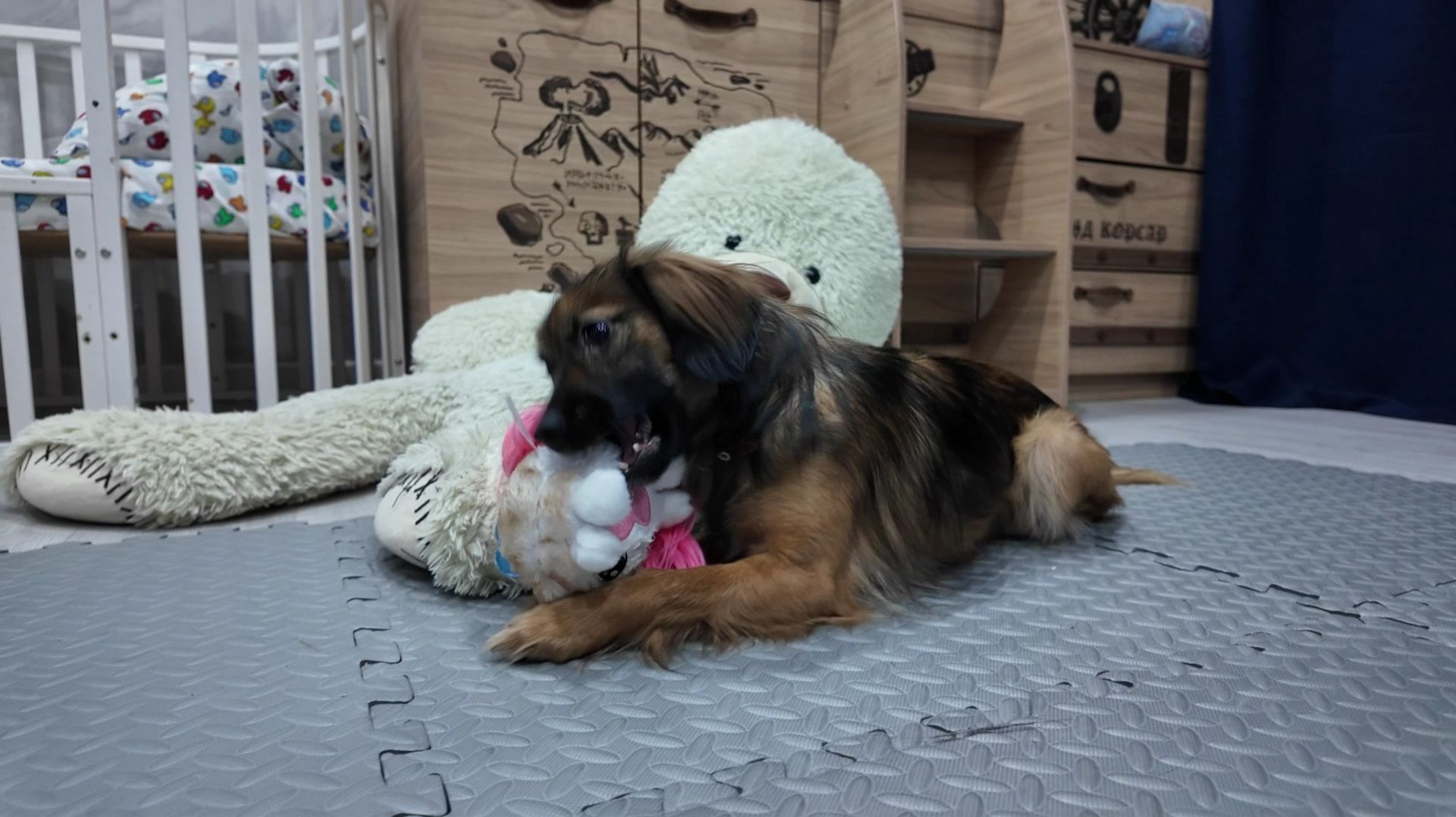 Жительница Нягани спасла замерзавшую собаку, брошенную хозяином смотреть онлайн