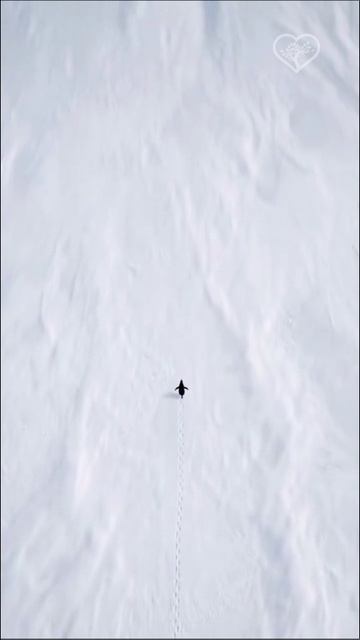 #БудьКакПингвин