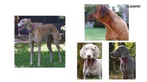 8-1 - Cover the muscles with skin