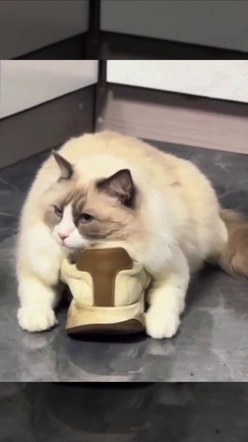 Меня не беспокоить, я в сваем кабинете😎