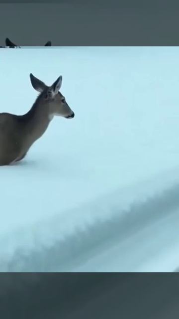 Ой смотреть онлайн