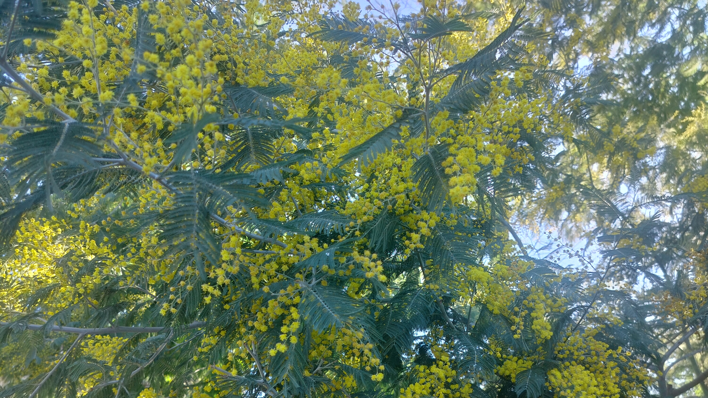 В Адлере цветов во всю мейоза красота природы.