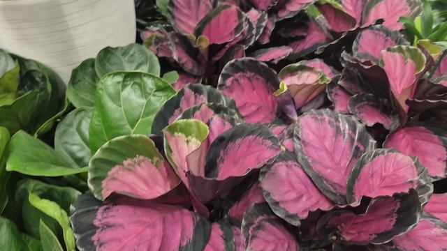 СЕМЯН МНОГО НЕ БЫВАЕТ...МЫ ПО МАГАЗИНАМ смотреть онлайн