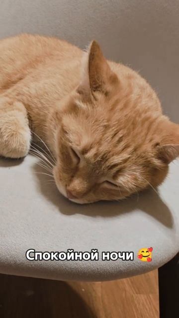 споки! #shorts #видосыоткота #cat #животные #собака #cats #funny #кот