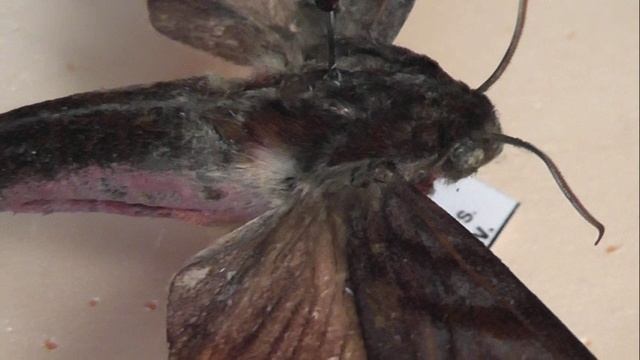 БРАЖНИКИ: 672. Ampelophaga thomasi