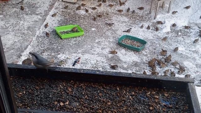 много дел во дворе