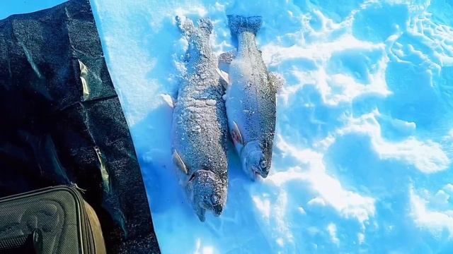 запуск 04.02.26