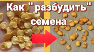 Томаты и перцы для ультрараннего урожая. Проращивание семян