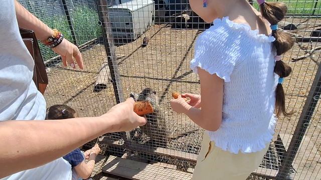 контактный зоопарк