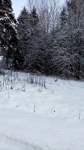 23 января 2026год, зимнее утро