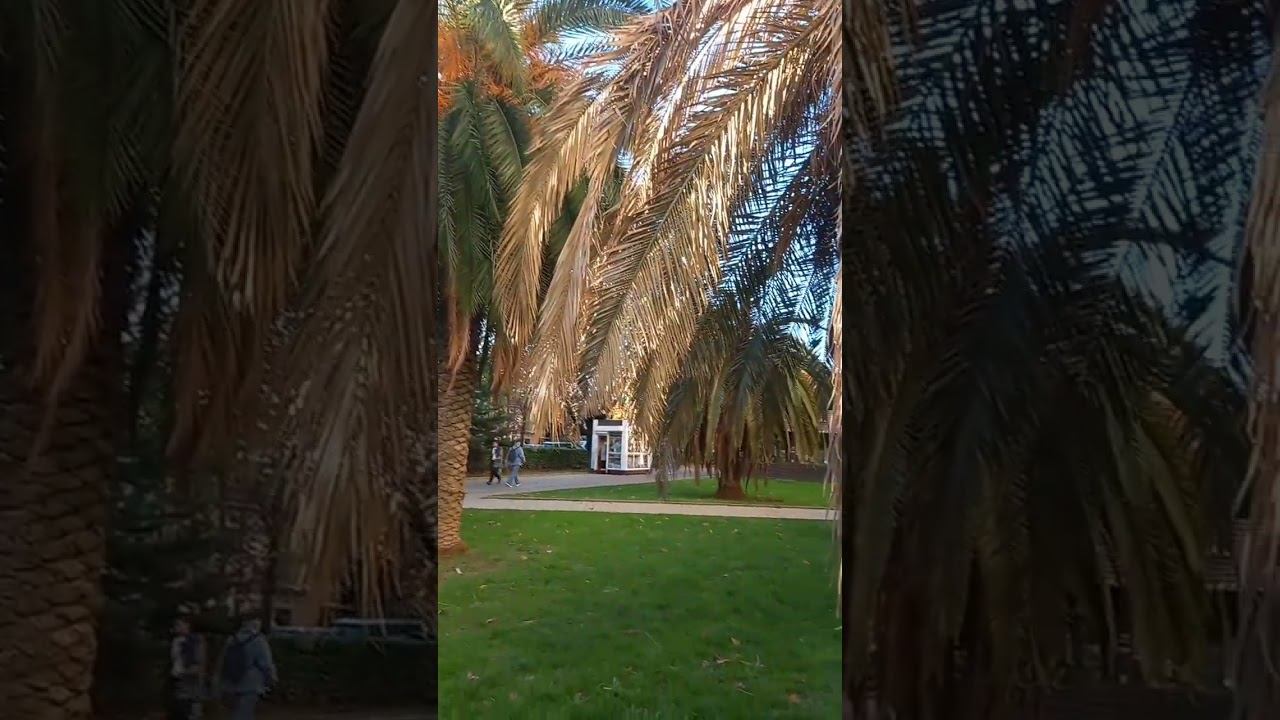 Зима в Сочи. #сочи #адлер #море #сириус #shortsvideo