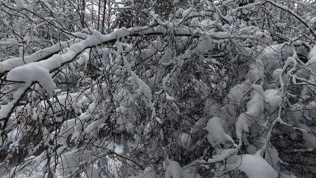 «Зимний парк: красота заснеженных деревьев»