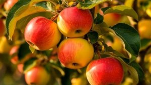 Сбор урожая | Музыка для релаксации