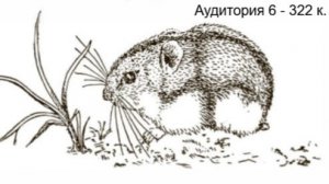 Аудитория 6 - Зоогеография и фаунистика