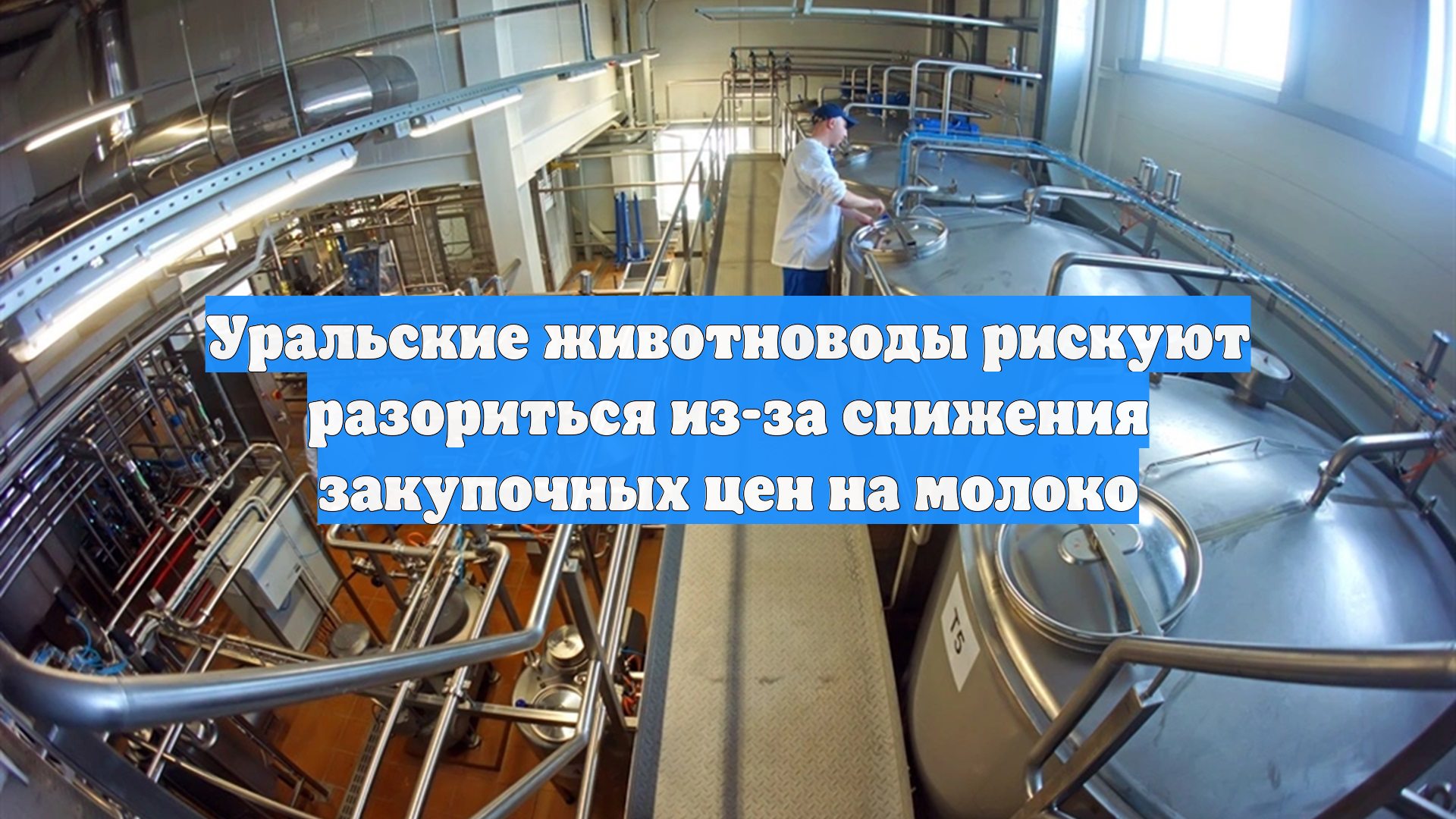 Уральские животноводы рискуют разориться из-за снижения закупочных цен на молоко смотреть онлайн