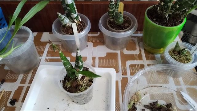 Пересадка и деление орхидеи Морковки 😅