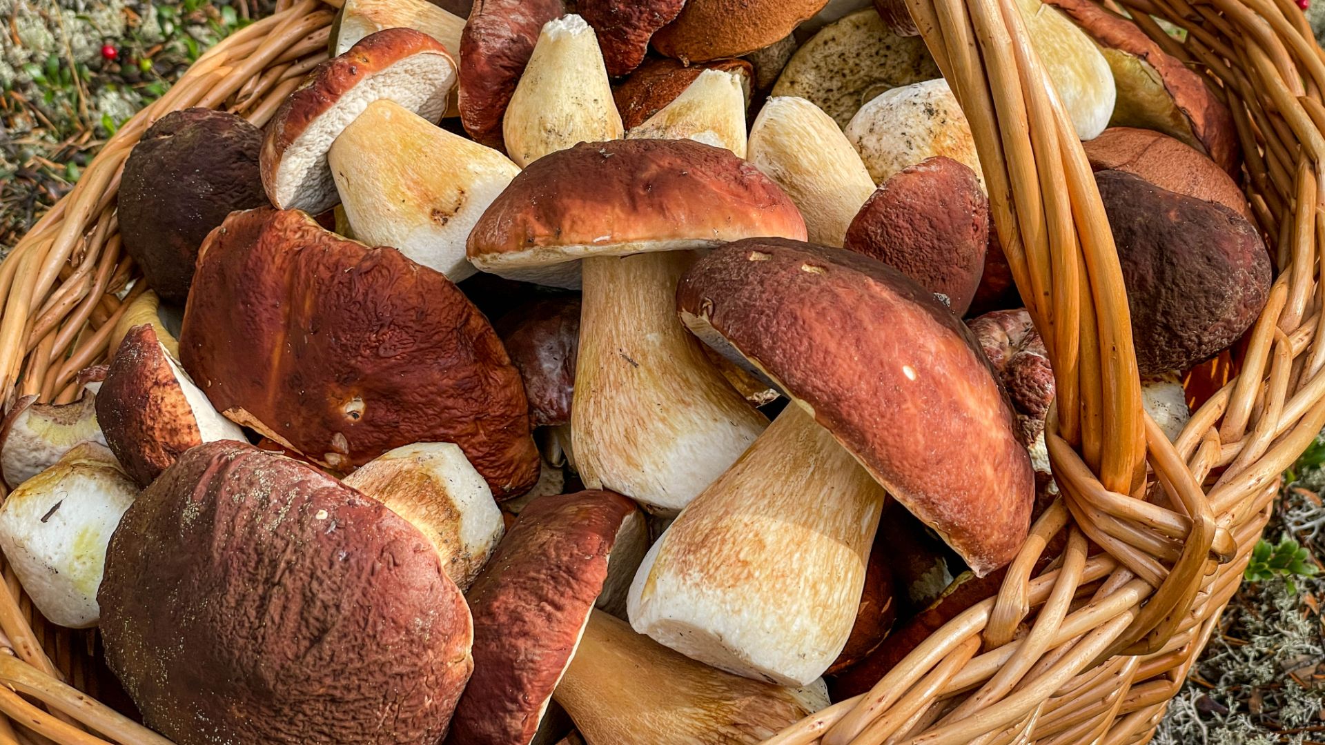 Белые грибы — Боровики. Сбор грибов в Красновишерском районе Пермского края.