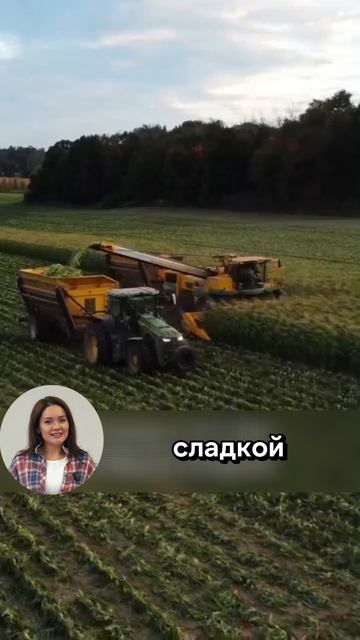 Кукурузное золото! #минитрактор  #трактор