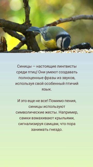 Как общаются синицы? 🤗🌲🐦
