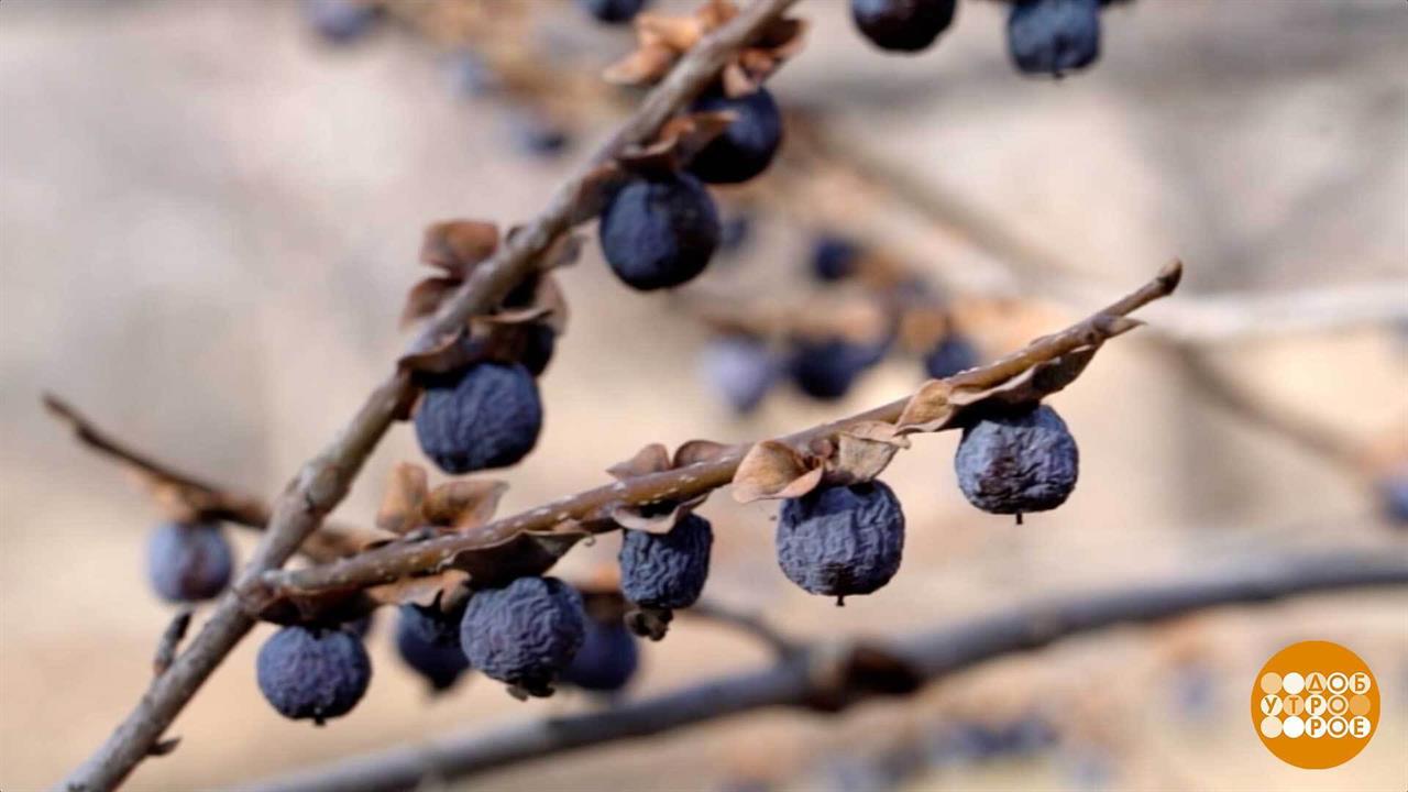 Черная хурма: маленькая, да удаленькая. Доброе утро. Фрагмент выпуска от 04.02.2026 смотреть онлайн