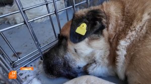 Операция «Отлов» успешно завершена