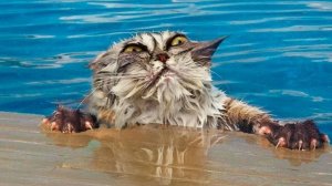 ВИДЕО ПРИКОЛЫ ЗАБАВНЫЕ ВСТРЕЧИ ЖИВОТНЫХ С ВОДОЙ! #1